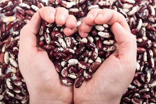 hands full of kidney beans